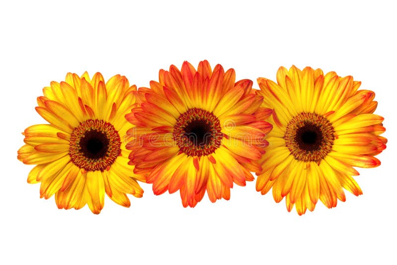 Three Gerbera Daisies stock images Three Gerbera Daisies stock images