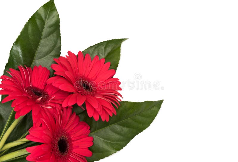 Three gerberas royalty free stock photography Three gerberas royalty free stock photography