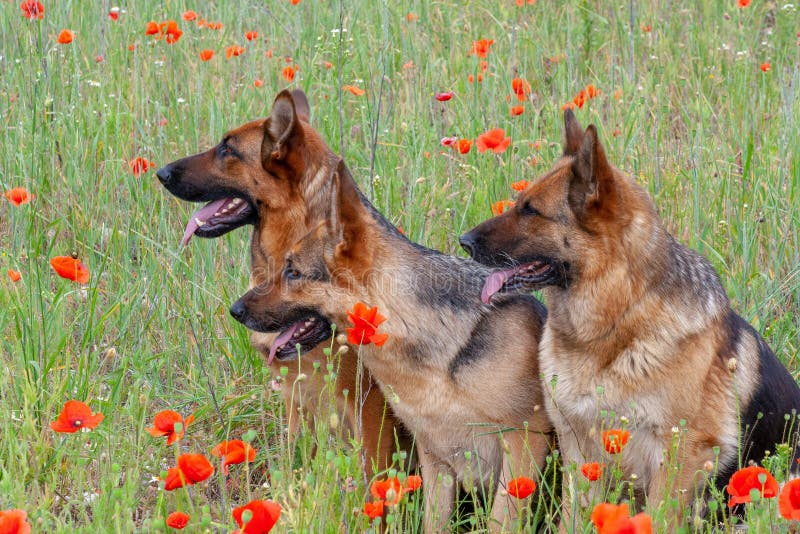 Three German sheepdogs stock photo. Image of attractive