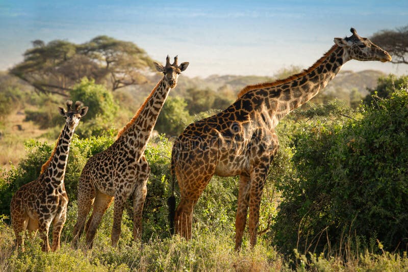 Three Giraffes Playing Together Stock Image Image of wild, animal