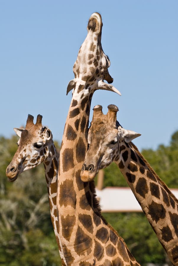 Three Giraffes Playing Together Stock Image - Image of wild, animal