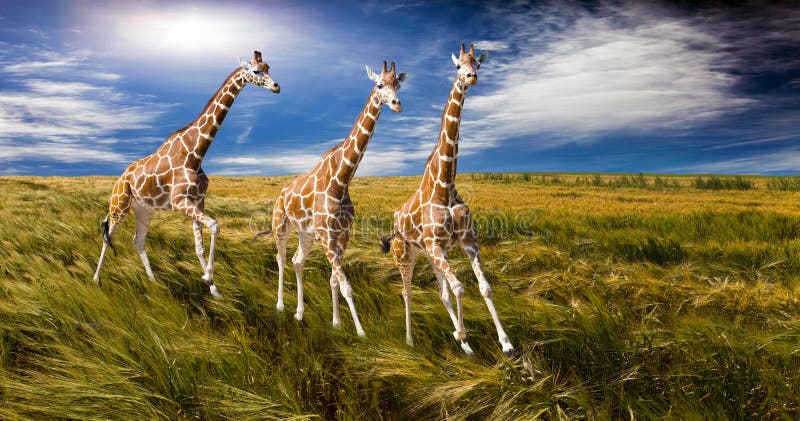 Three giraffes run on the field