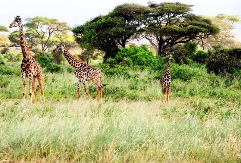 Three giraffes stand in the Africa on a safari.