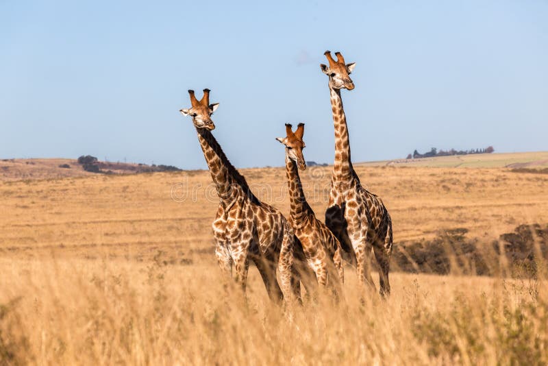 Three Giraffes Together Wildlife Animals