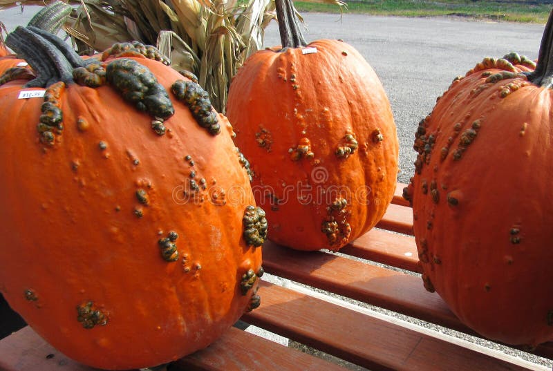 Three Gnarly Pumpkins for Sale