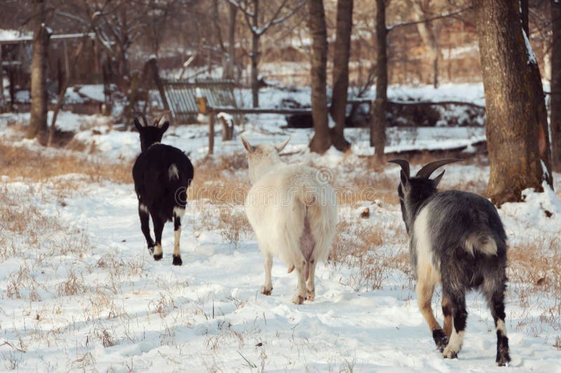 Three goat walk stock image. Image of horn, domestic 49157823