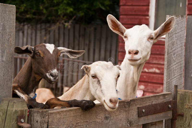 Three goats looking over a fence