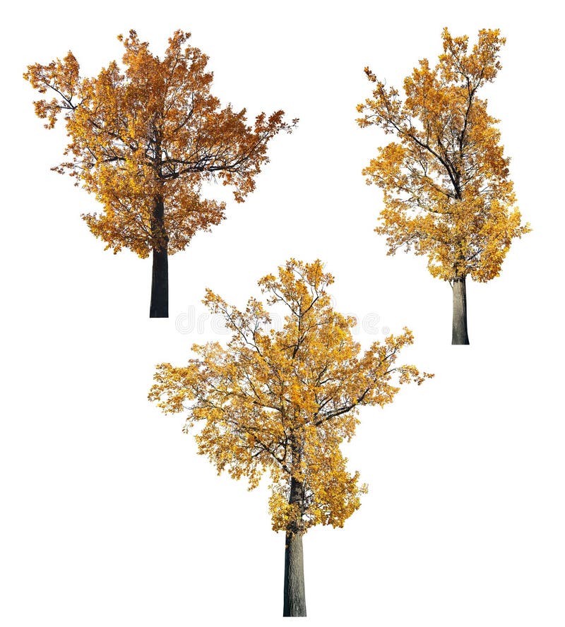 Three golden fall oaks isolated on white