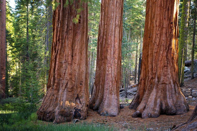 Three Graces, Yosemite royalty free stock image Three Graces, Yosemite royalty free stock image