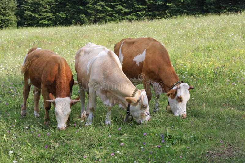 Three grazing cows