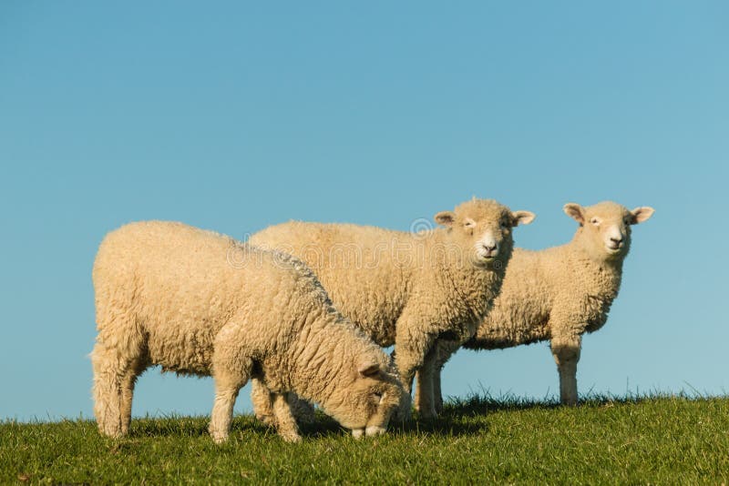 Three grazing sheep