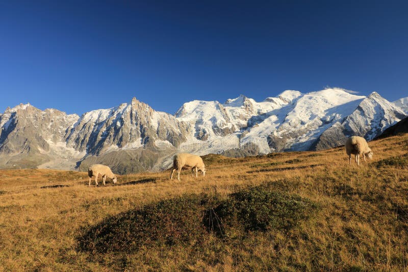 A three grazing sheep on a mountain meadow in the autumn and Mont Blanc massif in the backrgound