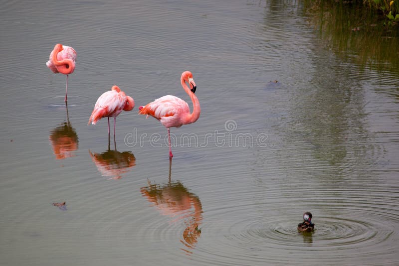 Three Greater Flamingo standing in the water with duck