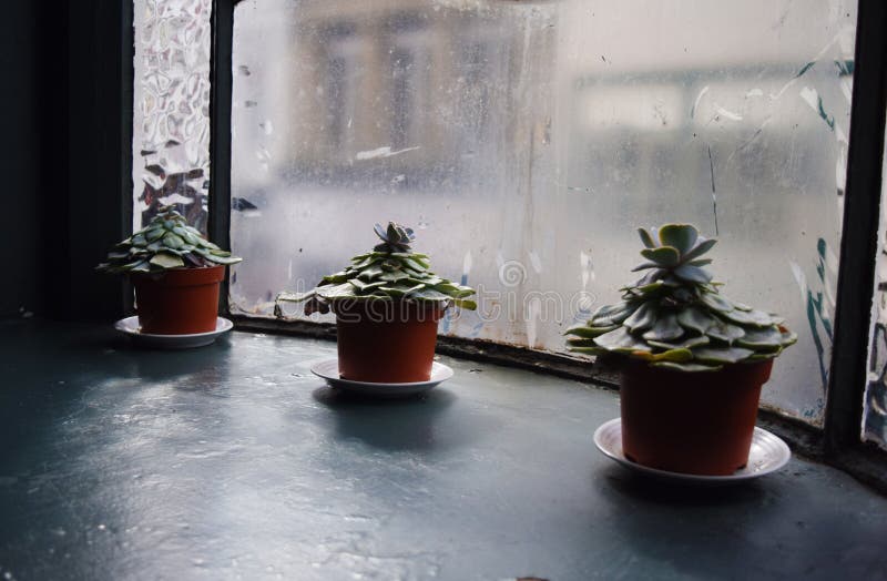 Three green flowers on the windowsill by the window