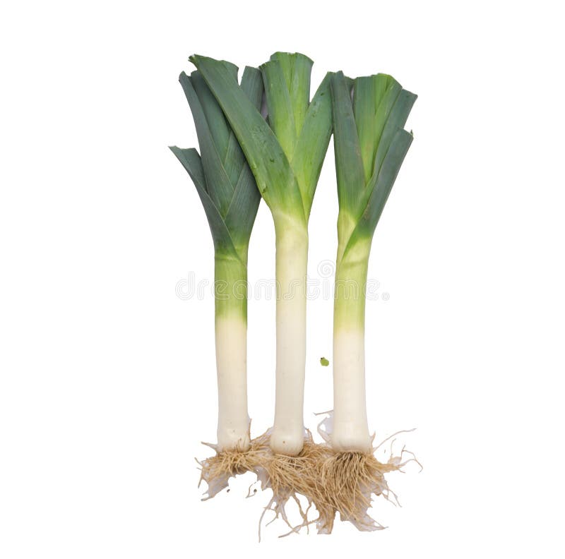 Three Green Leeks with Roots Isolated on White Background Stock Photo Image of green, diet