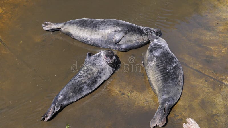 Three grey seals in a shallow water stock video