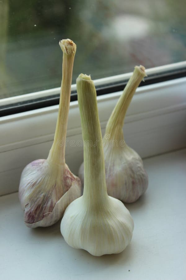 Three Heads of Young Garlic on the Windowsill Stock Photo Image of