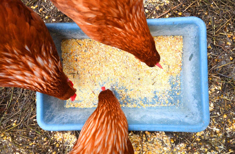 Hens eating stock photo. Image of farming, grain, claws 35448498