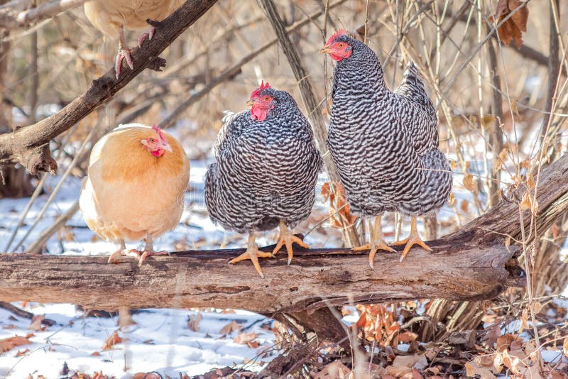 Three hens perched on a log in winter royalty free stock photo