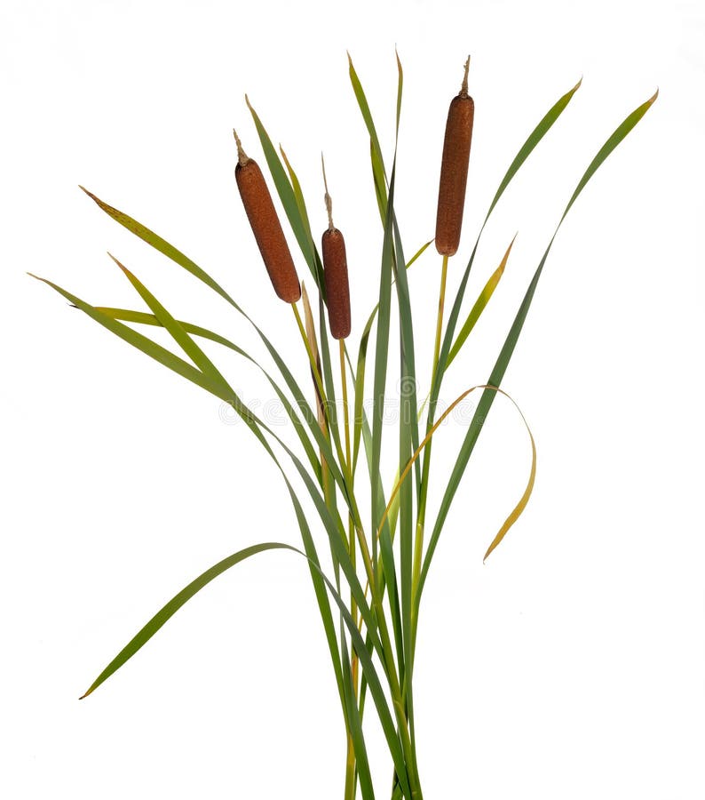 Three high reeds and cattail dry plant isolated white background