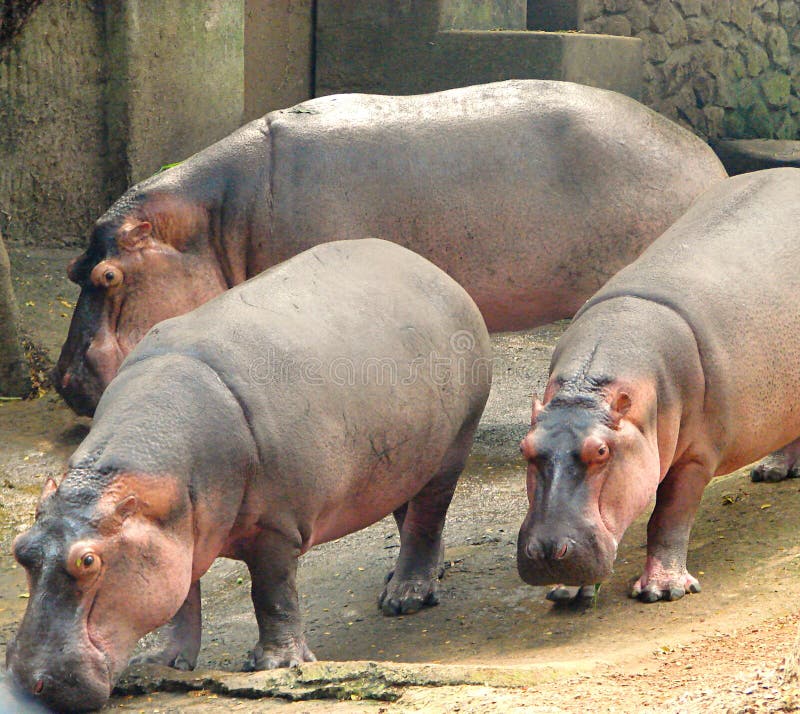 Three Hippopotami - Hippopotamus - Huge Animals - at Zoo, Trivandrum, India  Stock Image - Image of hippopotamus, hippo: 132606793