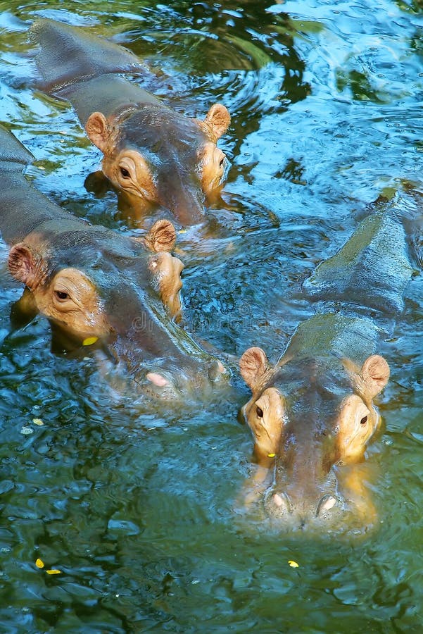 Close up of three hippos in water