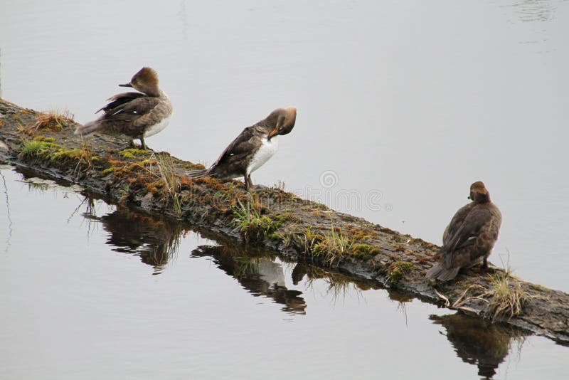 Three hooded merganser female ducks sitting on a log royalty free stock images Three hooded merganser female ducks sitting on a log royalty free stock images