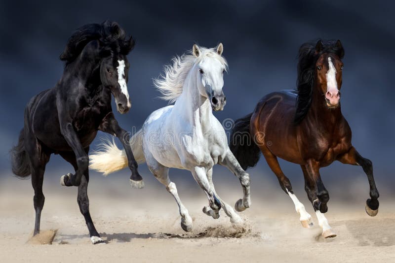 Three horse run