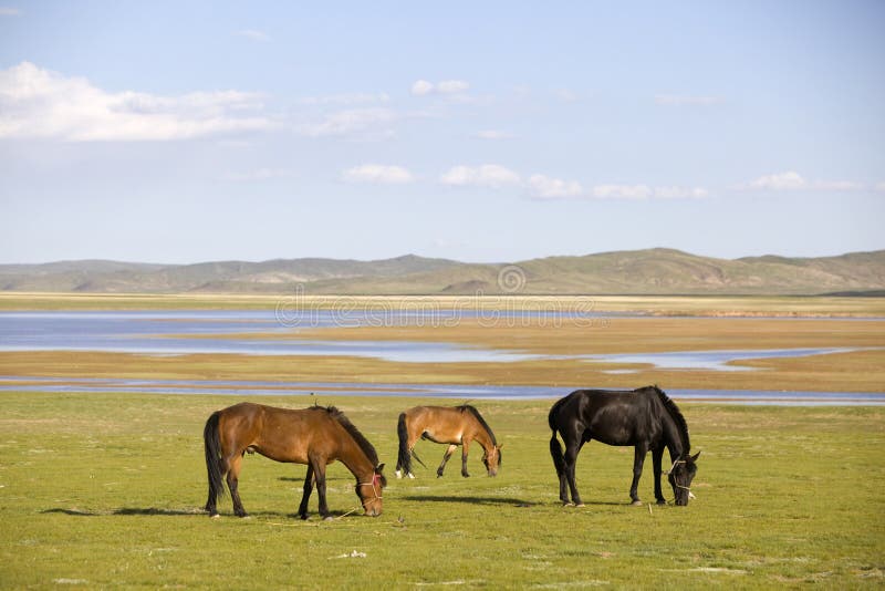 Three Horses