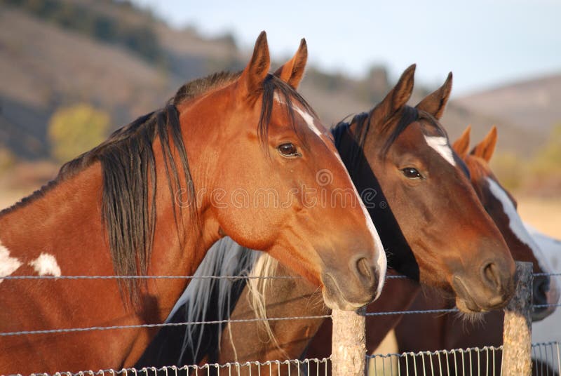 Three Horses