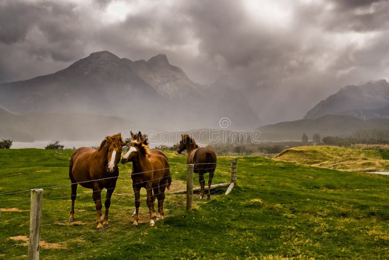 Three horses awaiting an approaching storm