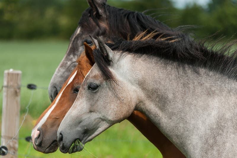 Three horses of a different color stock photo