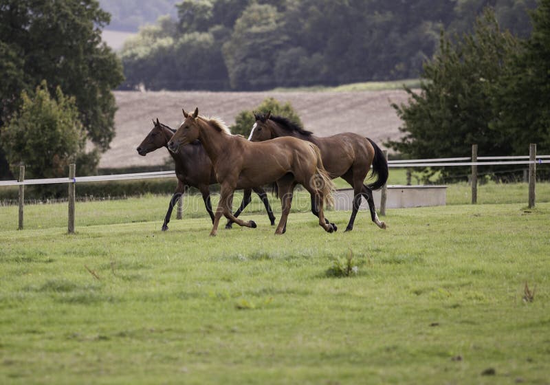 Three horses playing and galloping in a field in the countryside. Three horses playing and galloping in a field in the countryside