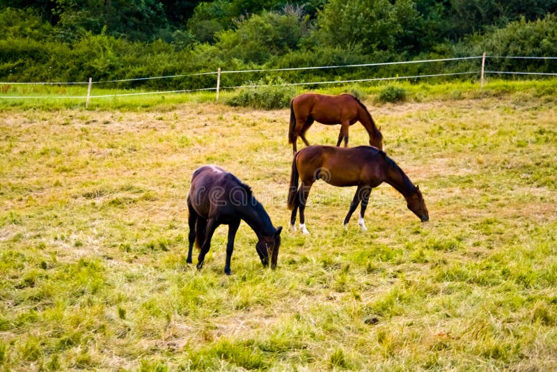 Three horses are grazing on a meadow in Hesse, Germany. Bay arabian stallion rearing stock images, royalty-free photos and pictures
