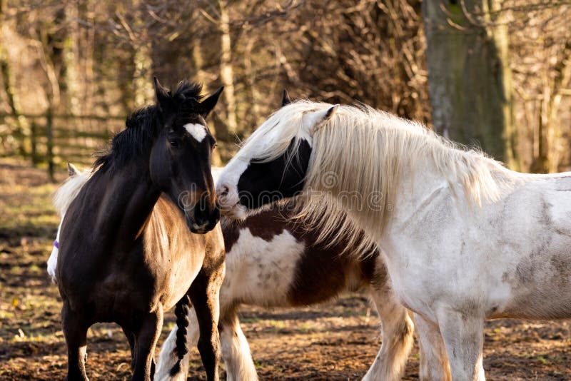 Horses Grooming Each Other stock photo. Image of dappled 26006572