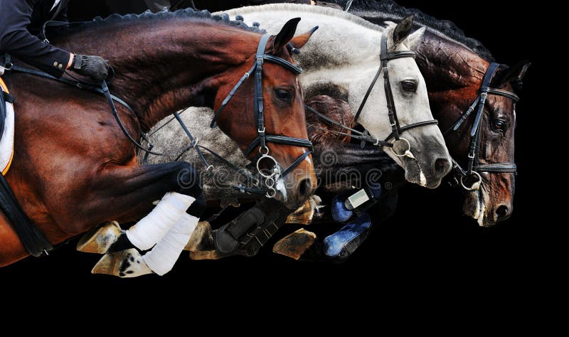 Three horses in jumping show, on black background