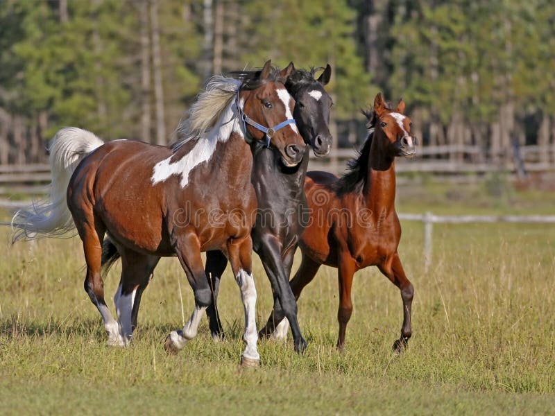 Three Horses running