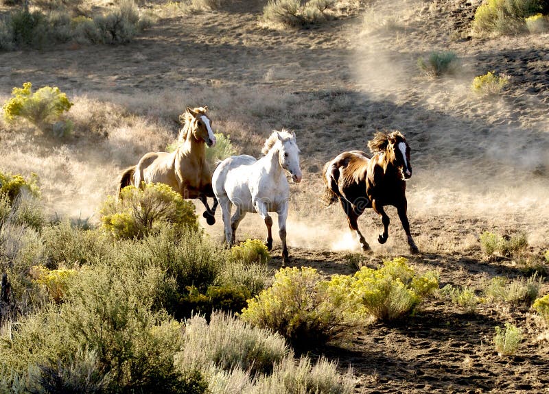 Three Horses Running Wild