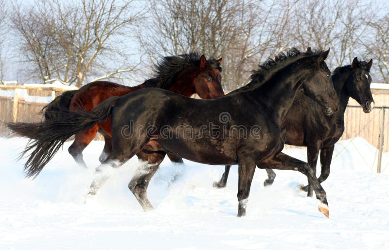 Three horses in the snow