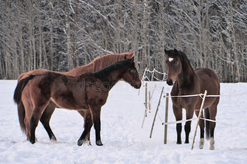 Three Horses Wearing Winter Coats in Snow Covered Paddock Stock Image