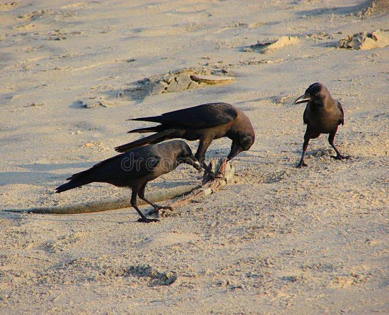 Three House Crows or Indian Black Crows Corvus Splendens Exploring