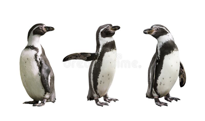 Three Humboldt penguins on white background
