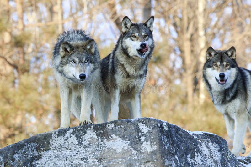 Three hungry wolves looking for food