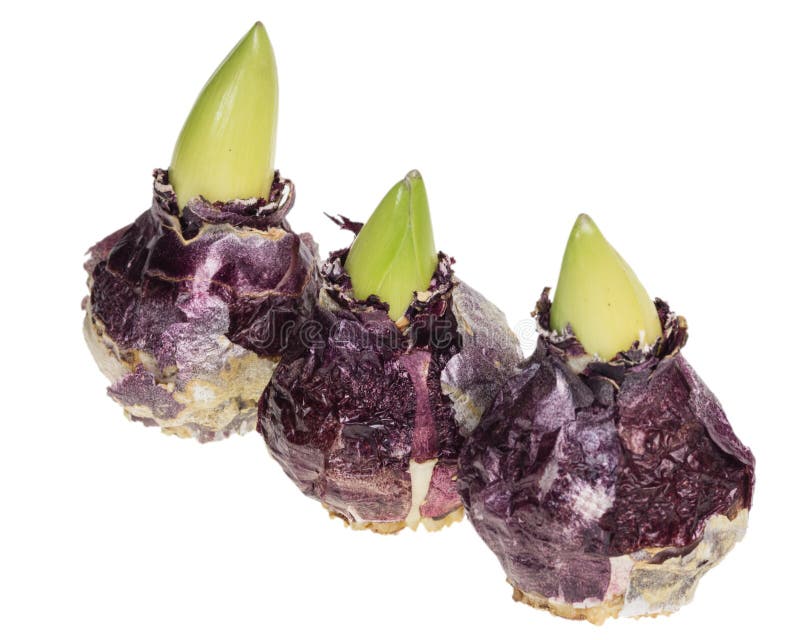 Three Hyacinth Bulbs Isolated on White Stock Image Image of flowering