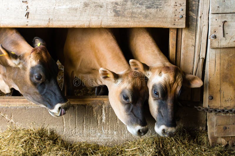 Three Jersey Cows stock photo. Image of hungry, herd 27178232
