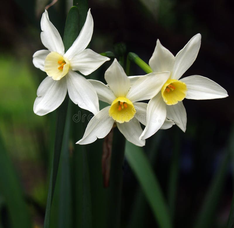 318 White Jonquils Stock Photos Free & RoyaltyFree Stock Photos from