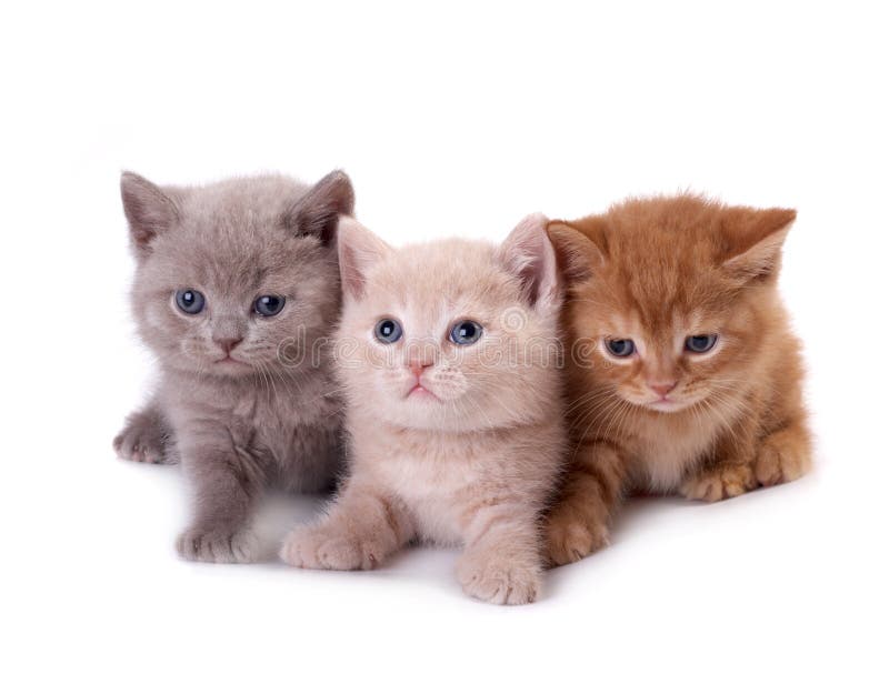 Three kittens