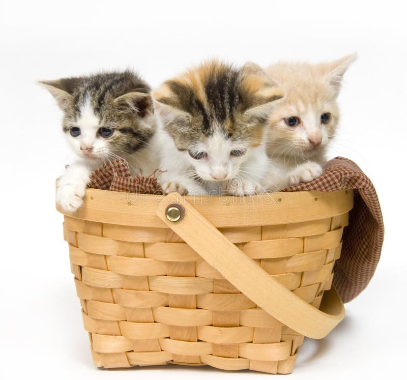 Three kittens in a basket