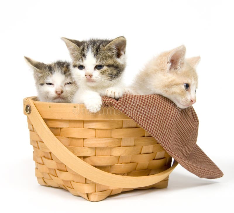 Three kittens in a basket stock image. Image of rest, cats - 1012771