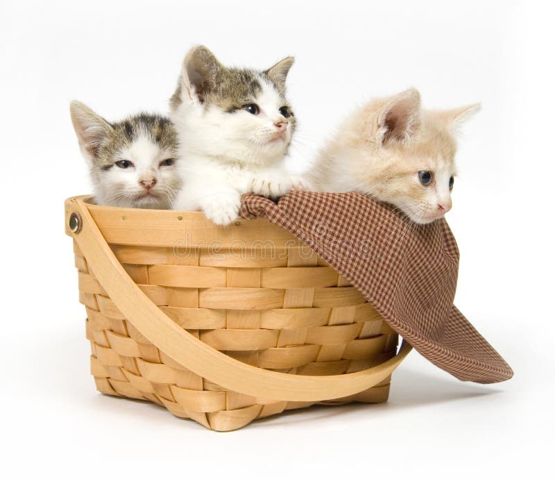 Three kittens in a basket